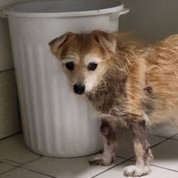 Rescue Mixed Breed Dogs for Adoption in Fredericksburg, Virginia - Pompom | PetCurious