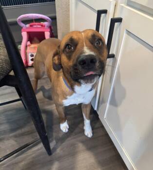 Spudz -  Boxer Dog for Adoption in Thornton, Colorado - Spudz | PetCurious