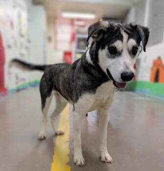 Husky Dogs Available for Adoption - 4297 Armani | PetCurious