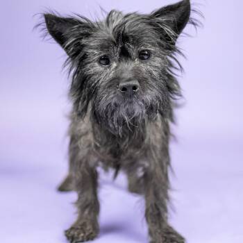 Bruiser -  Terrier Dog for Adoption in Portland, Oregon - Bruiser | PetCurious