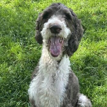Clyde -  Mixed Breed and Poodle Dog for Adoption in Dubuque, Iowa - Clyde | PetCurious