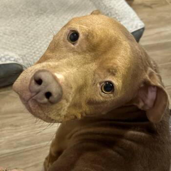 Petra -  Pit Bull Terrier Dog for Adoption in Fairfax Station, Virginia - Petra | PetCurious