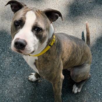 Bodhi -  Pit Bull Terrier Dog for Adoption in Pittsford, Vermont - Bodhi | PetCurious