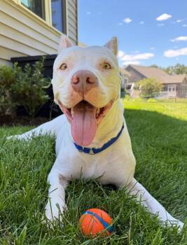 Sasha -  Mixed Breed Dog for Adoption in Milton, Delaware - Sasha | PetCurious