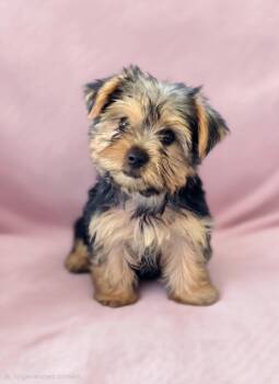 Daphne -  Yorkshire Terrier Dog for Adoption - Daphne | PetCurious