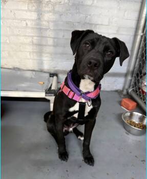 Mixed Breed Dogs Available for Adoption in Blue Island, Illinois - Pepper - Bonded With Wizard | PetCurious