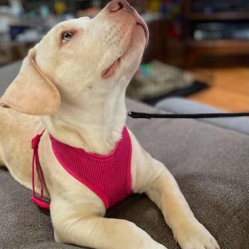 Waldo -*Available 8/22*Chino Hills Location -  Labrador Retriever and Pit Bull Terrier Dog for Adoption in Chino Hills, California - Waldo -*Available 8/22*Chino Hills Location | PetCurious