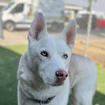 Ace -  Siberian Husky Dog for Adoption in Sacramento, California - Ace | PetCurious