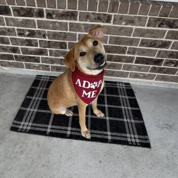 Foxy -  Yellow Labrador Retriever and Terrier Dog for Adoption in Austin, Texas - Foxy | PetCurious