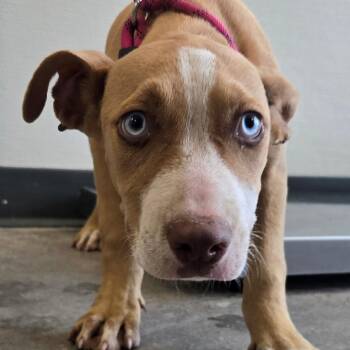 Nera -  Mixed Breed Dog for Adoption in Las Cruces, New Mexico - Nera | PetCurious