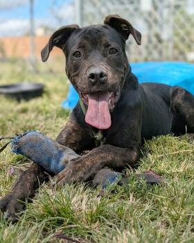 Rescue Cane Corso Dogs for Adoption in Wheaton, Illinois - Mac Daddy | PetCurious