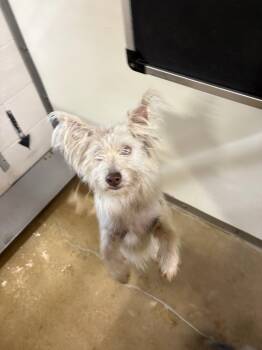 Lily -  West Highland White Terrier Westie and Cairn Terrier Dog for Adoption in Belton, Texas - Lily | PetCurious