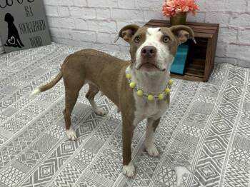 Rescue Pit Bull Terrier and Mixed Breed Dogs for Adoption in Oxford, Michigan - Brin | PetCurious