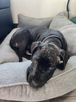 Rescue Cane Corso Dogs for Adoption in Edmonton, Alberta - Brie | PetCurious