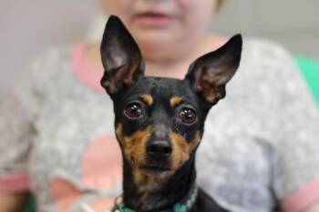 Miniature Pinscher Dogs Available for Adoption in Rockford, Illinois - Millie | PetCurious