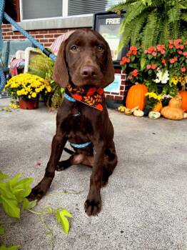 Harvest -  Labrador Retriever Dog for Adoption in Effingham, Illinois - Harvest | PetCurious