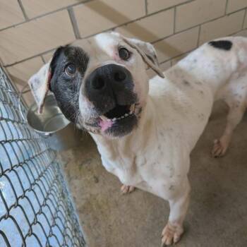 Chiko -  Pit Bull Terrier Dog for Adoption in Greenville, Pennsylvania - Chiko | PetCurious