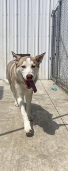 Loki -  Siberian Husky Dog for Adoption in Hiawatha, Kansas - Loki | PetCurious