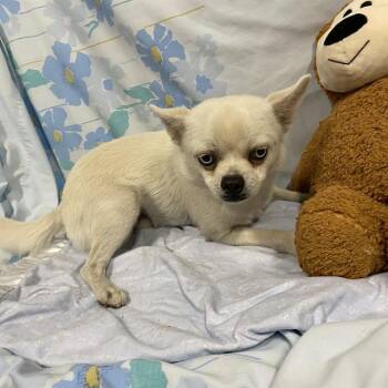 A613068 -  Chihuahua and Mixed Breed Dog for Adoption in Modesto, California - A613068 | PetCurious