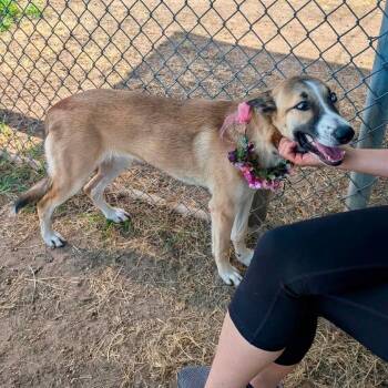 Wynona -  Shepherd Dog for Adoption in Pittsburgh, Pennsylvania - Wynona | PetCurious