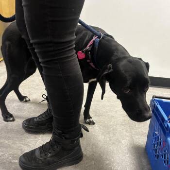 Wilmya -  Bluetick Coonhound Dog for Adoption in Philadelphia, Pennsylvania - Wilmya | PetCurious