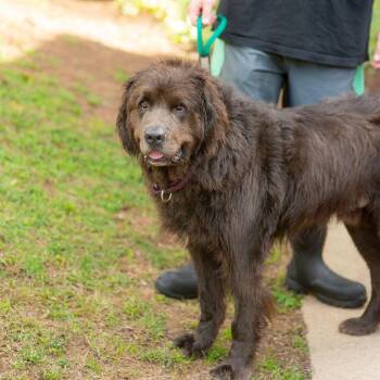 BigBubba -  Newfoundland Dog Dog for Adoption in Chester Springs, Pennsylvania - BigBubba | PetCurious