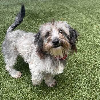 Mixed Breed Dogs Available for Adoption in Fairport, New York - Bubba | PetCurious