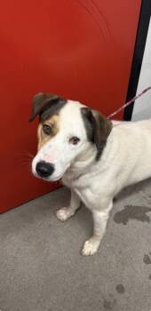Bohdi -  Mixed Breed Dog for Adoption in West Chester, Pennsylvania - Bohdi | PetCurious