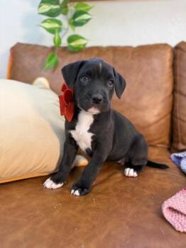 Pit Bull Terrier and Labrador Retriever Dogs Available for Adoption - Caribou Sweets | PetCurious