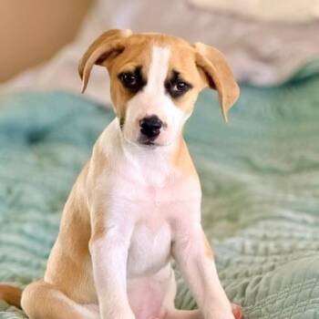 Sandler -  Mixed Breed Dog for Adoption in Ferndale, Michigan - Sandler | PetCurious