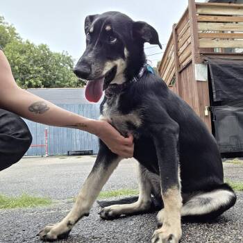 Milhouse -  German Shepherd Dog Dog for Adoption in Chicago, Illinois - Milhouse | PetCurious