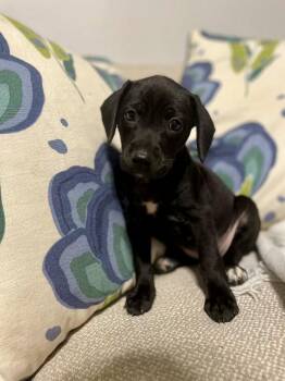 Lorena -  Labrador Retriever and Hound Dog for Adoption in Rock Hill, South Carolina - Lorena | PetCurious