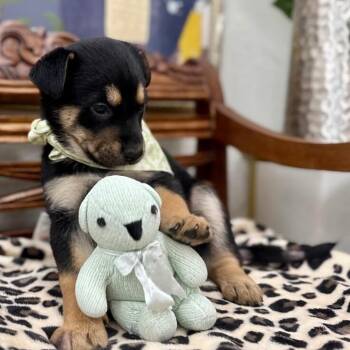 German Shepherd Dog and Labrador Retriever Dogs Available for Adoption in Friendswood, Texas - Katherine Plumber Broadway | PetCurious