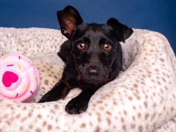 Little John -  Schnauzer Dog for Adoption in Palo Alto, California - Little John | PetCurious