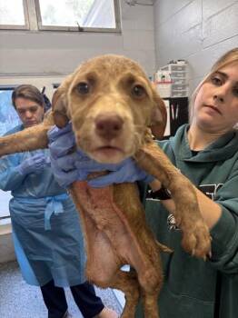 Pit Bull Terrier Dogs Available for Adoption in Mobile, Alabama - Bartholomew | PetCurious