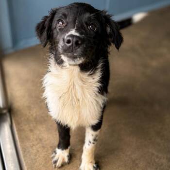CT Star Crunch -  Border Collie and Mixed Breed Dog for Adoption in Stormville, New York - CT Star Crunch | PetCurious