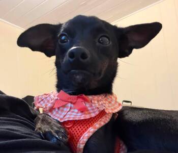 Carla -  Chihuahua Dog for Adoption in Palm Springs, Florida - Carla | PetCurious