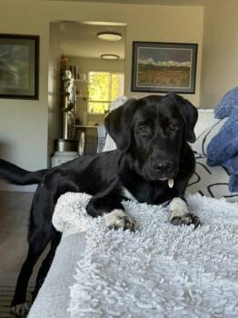 Benny -  Border Collie and Labradoodle Dog for Adoption in Denver, Colorado - Benny | PetCurious