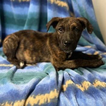 Sarge -  Pit Bull Terrier Dog for Adoption in Red Bluff, California - Sarge | PetCurious