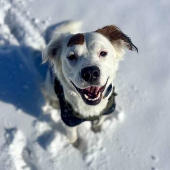 English Setter Dogs Available for Adoption - Rocco | PetCurious