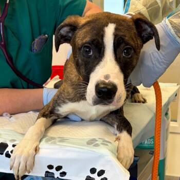 Pudge -  Pit Bull Terrier and Mountain Cur Dog for Adoption in Nashville, Tennessee - Pudge | PetCurious
