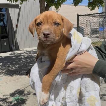 Pit Bull Terrier Dogs Available for Adoption - Melly | PetCurious