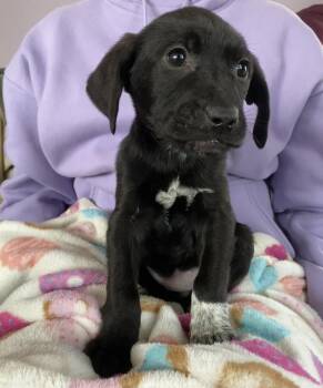 Australian Cattle Dog Blue Heeler and Labrador Retriever Dogs Available for Adoption - Pepper | PetCurious
