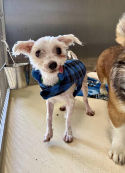 Rescue Maltese Dogs for Adoption in Kalamazoo, Michigan - Quincy | PetCurious