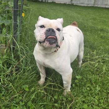 Lydia -  English Bulldog Dog for Adoption in Huber Heights, Ohio - Lydia | PetCurious