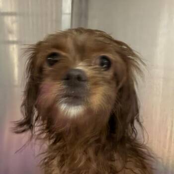 Pecan -  Mixed Breed Dog for Adoption in Philadelphia, Pennsylvania - Pecan | PetCurious