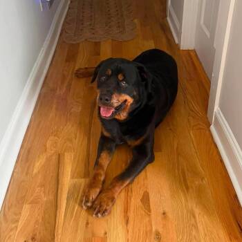 Rottweiler Dogs Available for Adoption - BJ | PetCurious