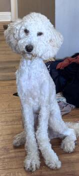 Goldendoodle Dogs Available for Adoption - Poppy | PetCurious