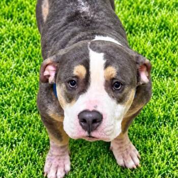 Diesel -  American Bully Dog for Adoption in Battle Creek, Michigan - Diesel | PetCurious