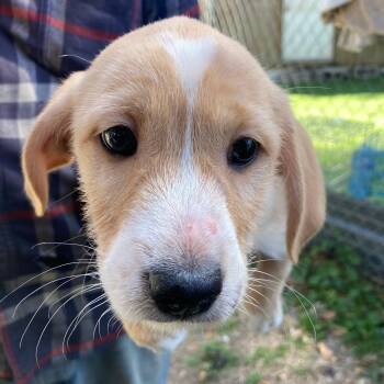 Labrador Retriever Dogs Available for Adoption - Valentino | PetCurious